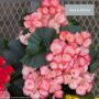 Begonia Rieger – 6″